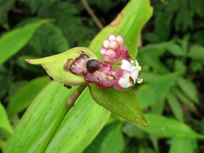 Tradescantia zanonia