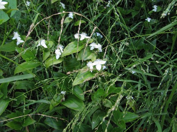 Tradescantia fluminensis