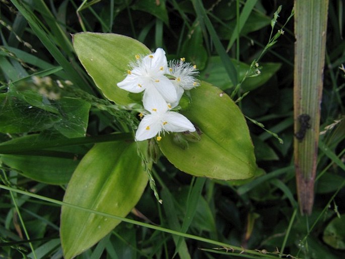 Tradescantia fluminensis