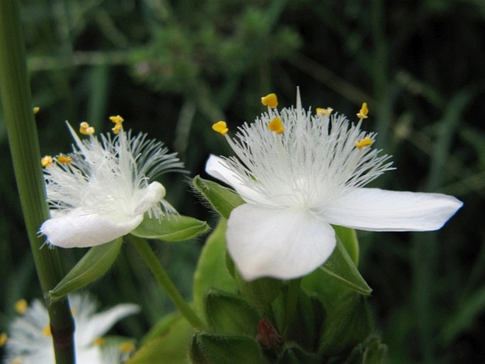 Tradescantia fluminensis