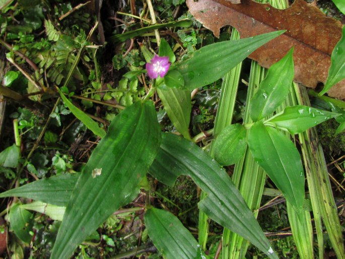 Tradescantia poelliae