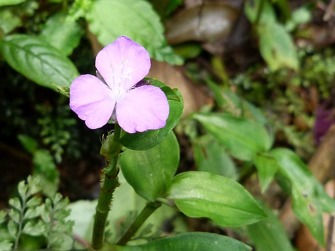 Tradescantia poelliae