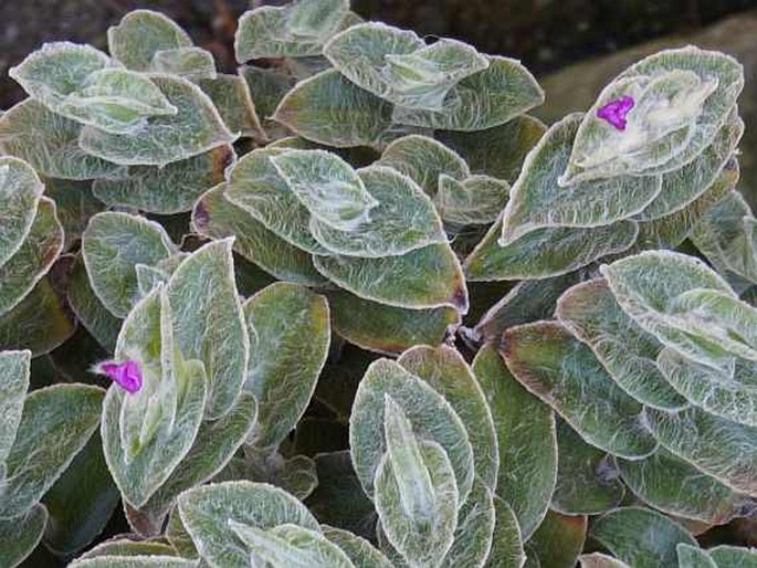 Tradescantia sillamontana