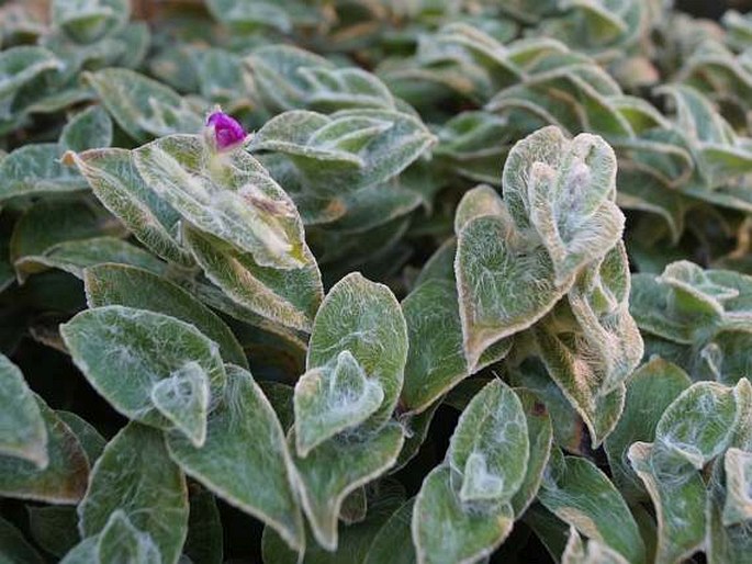 TRADESCANTIA SILLAMONTANA Matuda