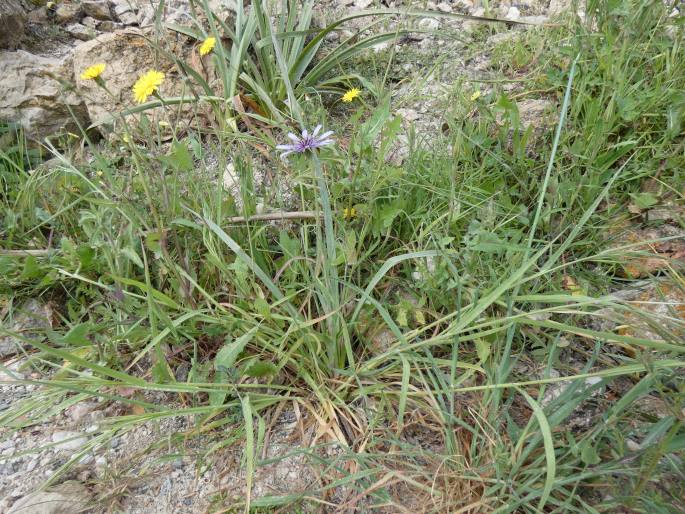 Tragopogon porrifolius