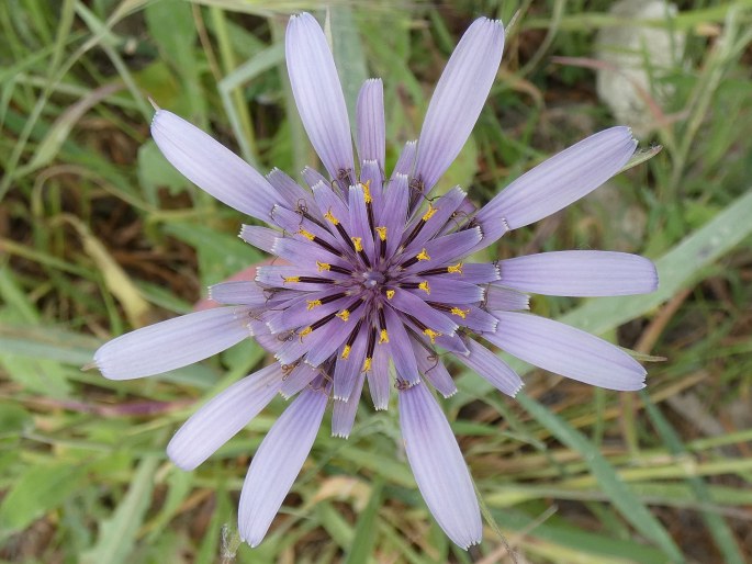 Tragopogon porrifolius