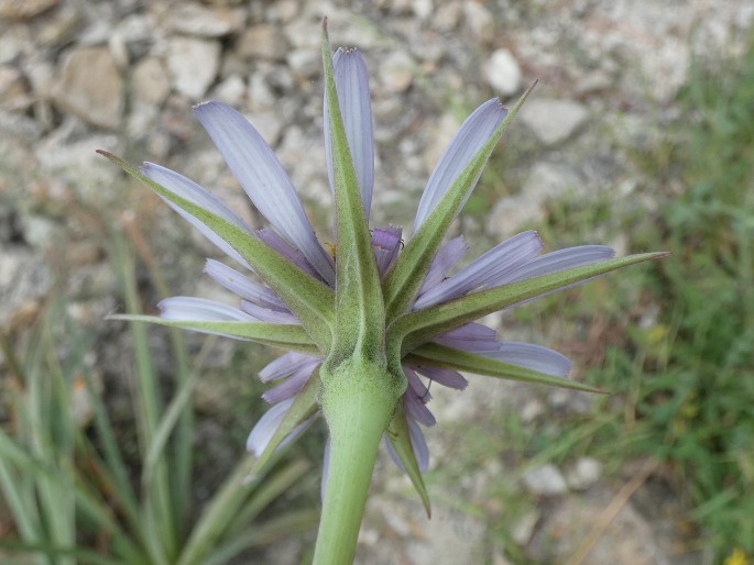 Tragopogon porrifolius