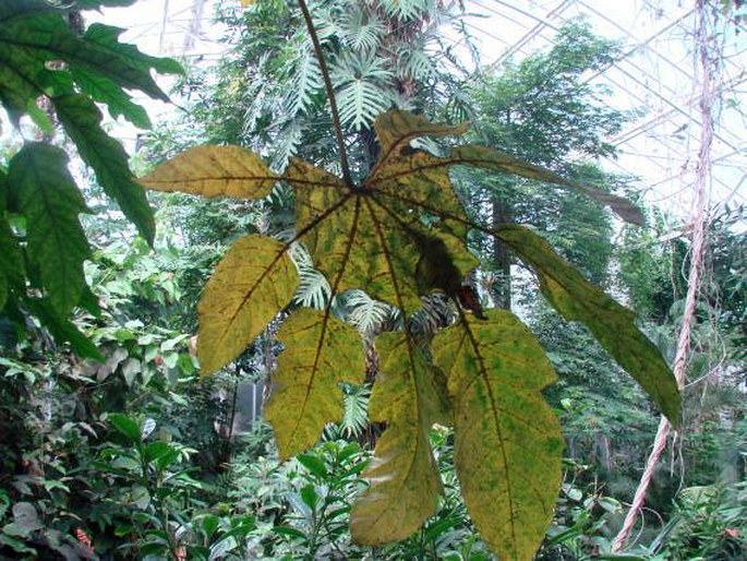 Trevesia palmata