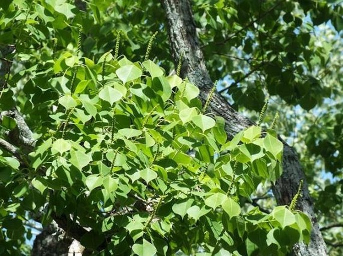 Triadica sebifera