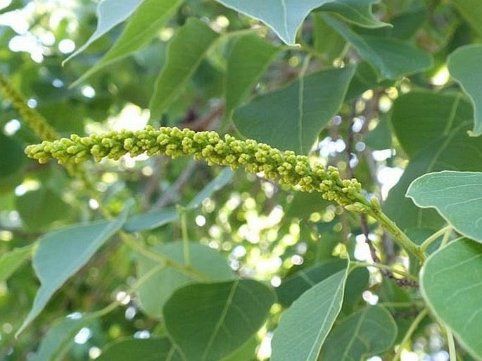 Triadica sebifera