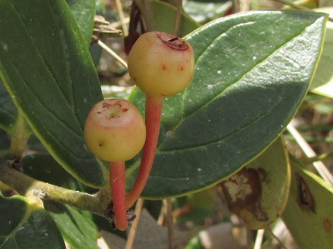 Thibaudia crenulata