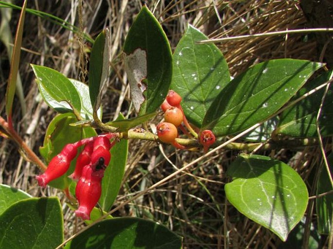 Thibaudia crenulata