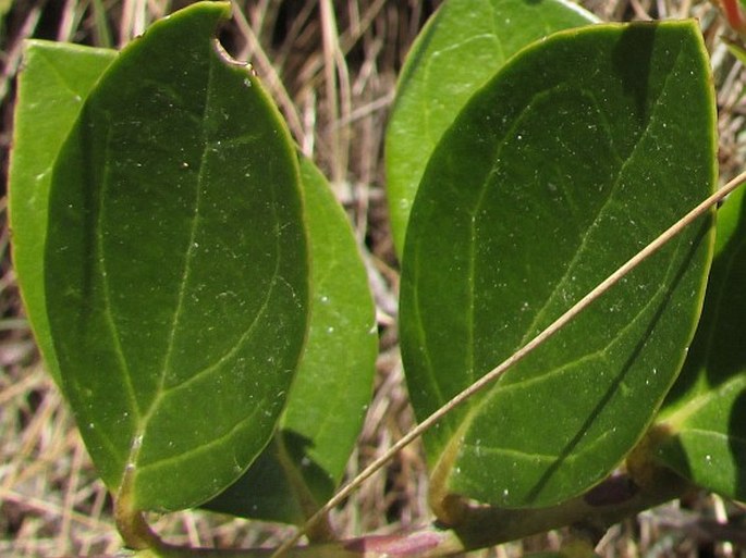 Thibaudia crenulata