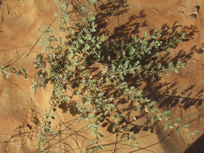 Tribulus macropterus