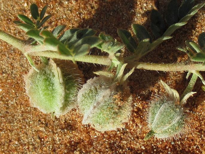 Tribulus macropterus