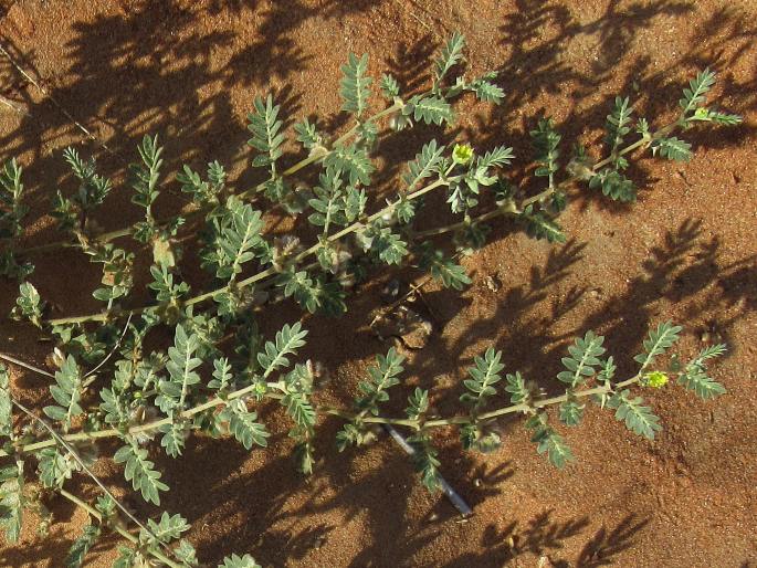 Tribulus macropterus