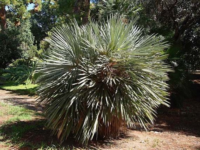 Trithrinax campestris