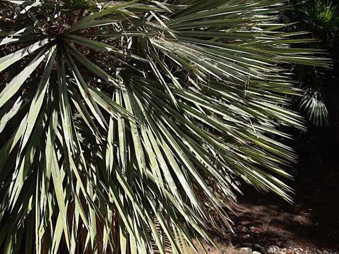 Trithrinax campestris