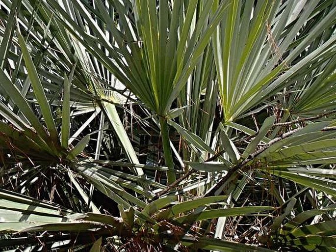 Trithrinax campestris