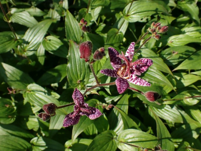 Tricyrtis formosana