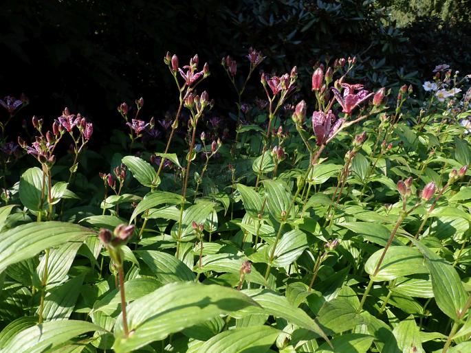 Tricyrtis formosana