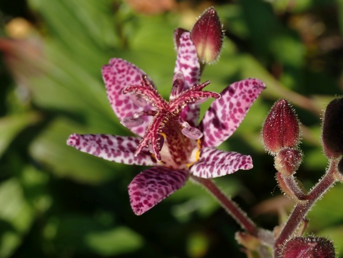 Tricyrtis formosana