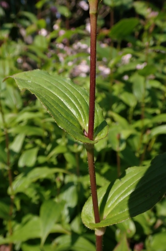 Tricyrtis formosana