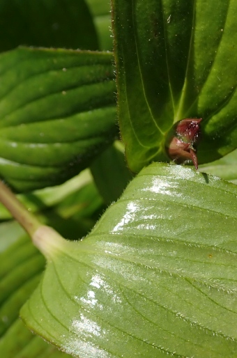 Tricyrtis formosana