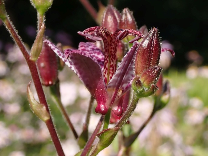 Tricyrtis formosana