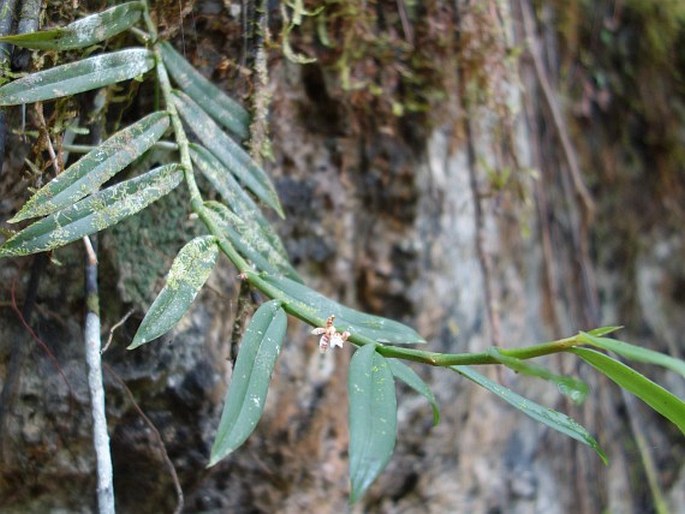 Trichoglottis ledermannii