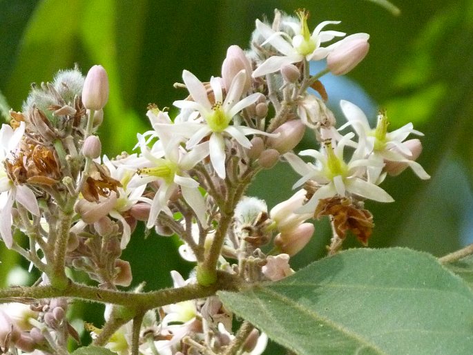 Trichospermum lessertianum