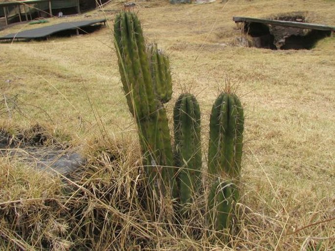 Trichocereus macrogonus