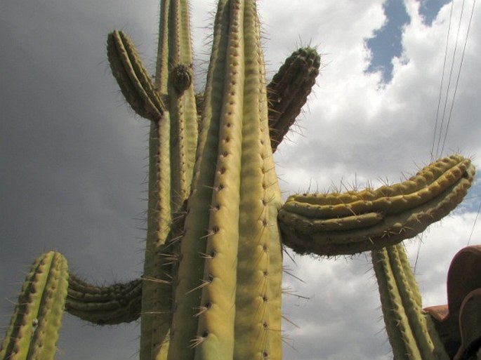 TRICHOCEREUS MACROGONUS (Salm-Dyck) Riccob.