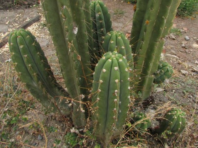 Trichocereus macrogonus