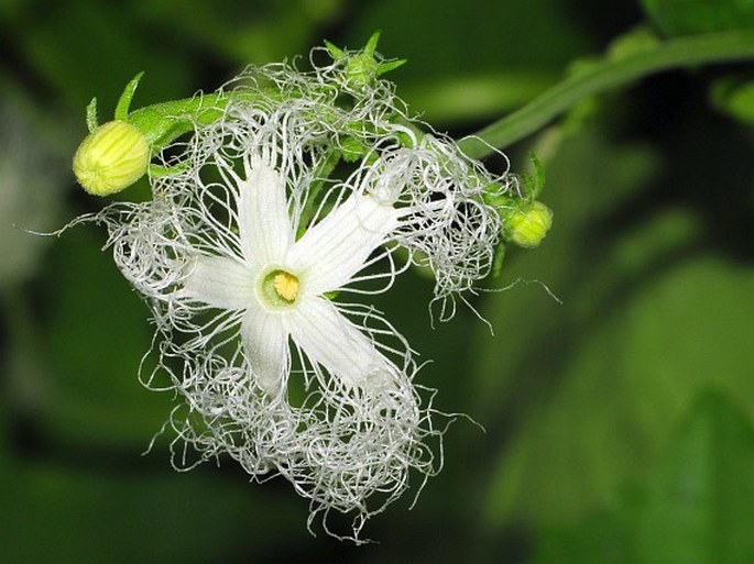 Trichosanthes cucumerina