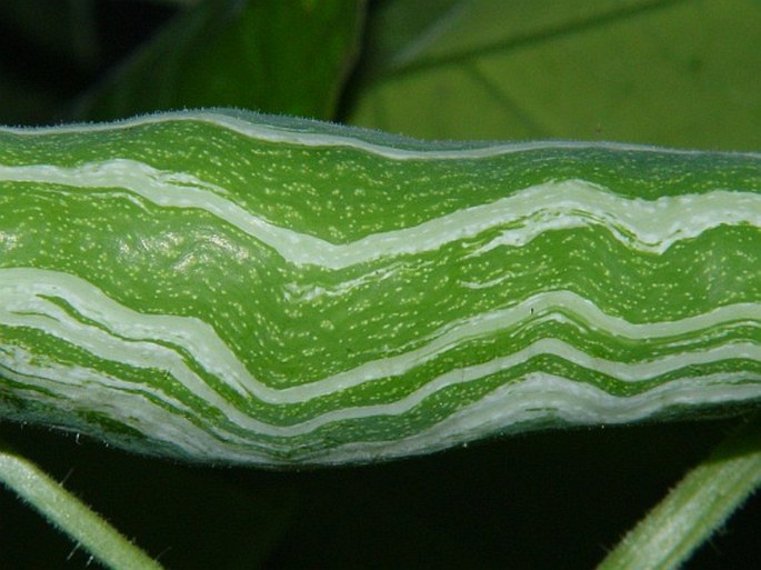 Trichosanthes cucumerina