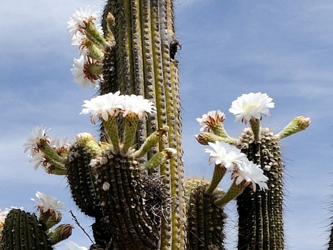 Trichocereus terscheckii