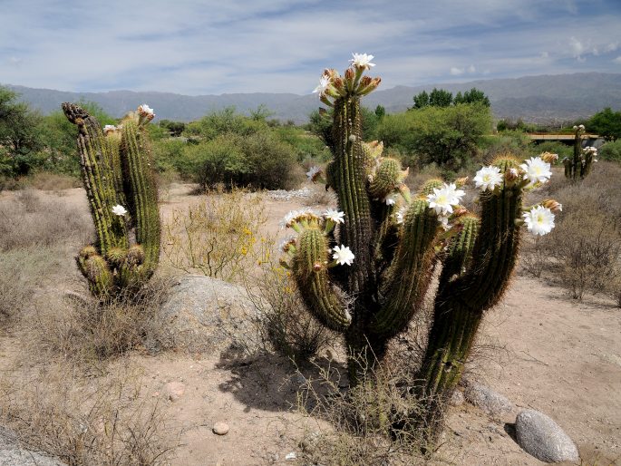 Trichocereus terscheckii