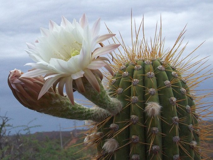 TRICHOCEREUS TERSCHECKII (J. Parm. ex Pfeiff.) Britton et Rose