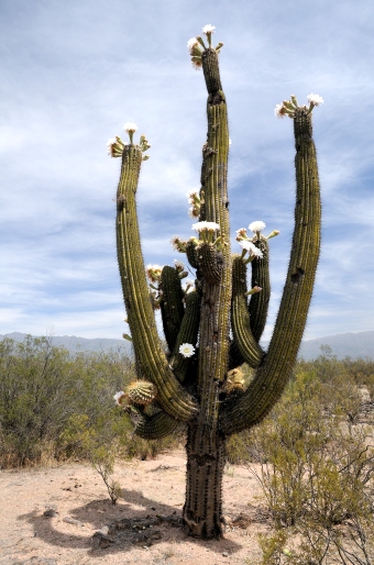 Trichocereus terscheckii