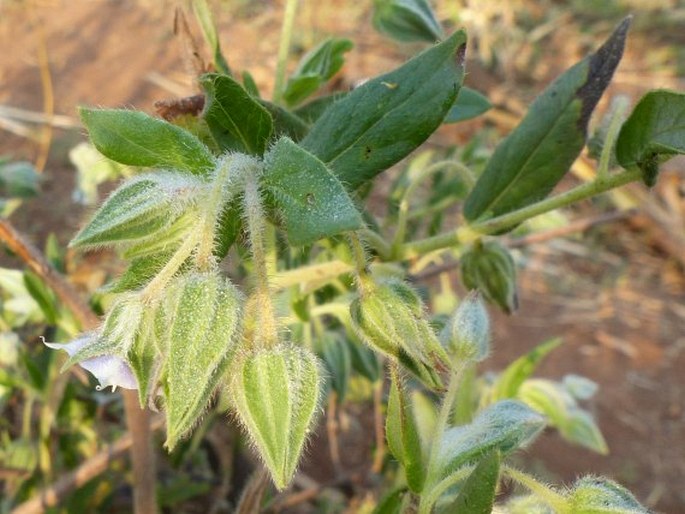 Trichodesma zeylanicum