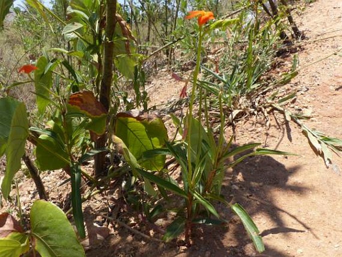 Tricliceras longepedunculatum