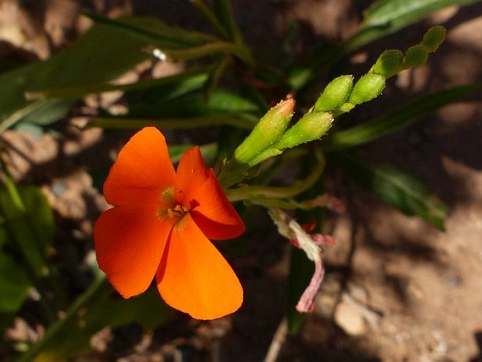 Tricliceras longepedunculatum