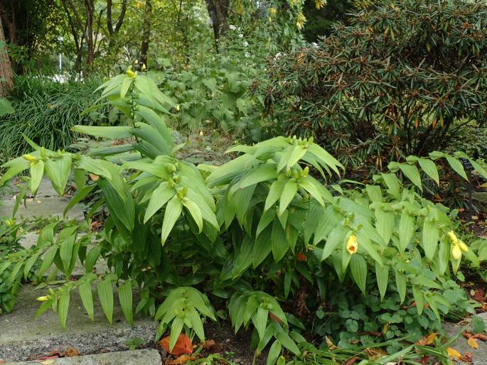 Tricyrtis macranthopsis