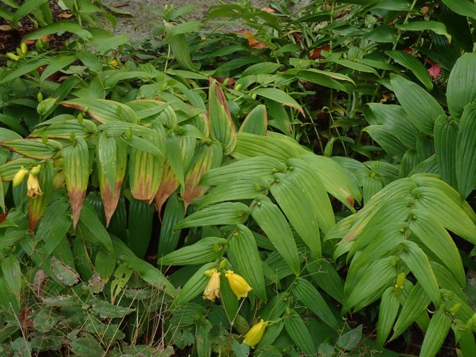 Tricyrtis macranthopsis