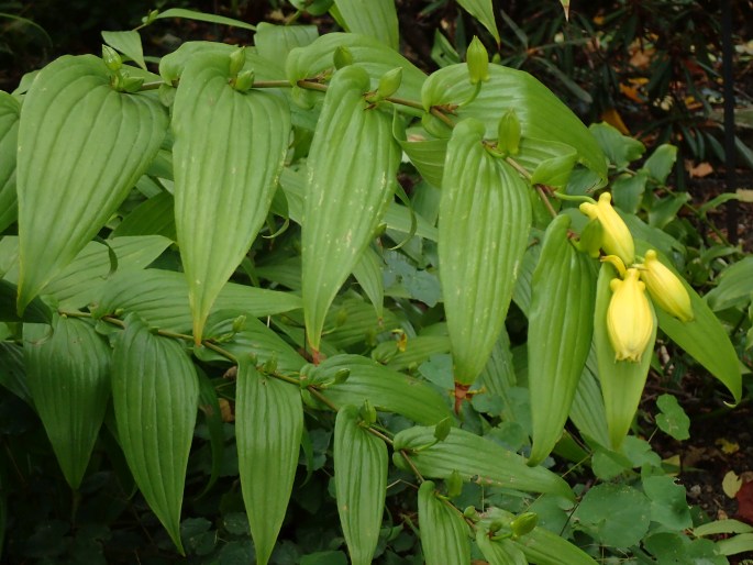 Tricyrtis macranthopsis