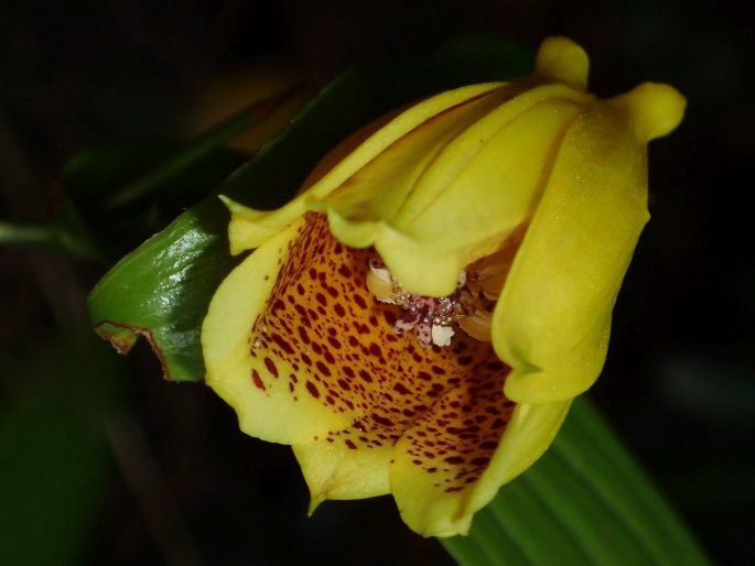 Tricyrtis macranthopsis