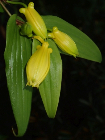 Tricyrtis macranthopsis