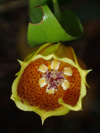 Tricyrtis macranthopsis