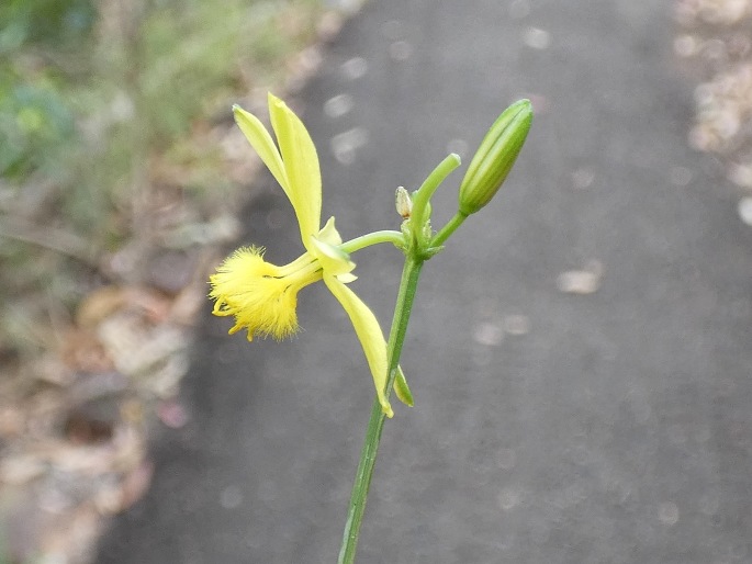 Tricoryne anceps